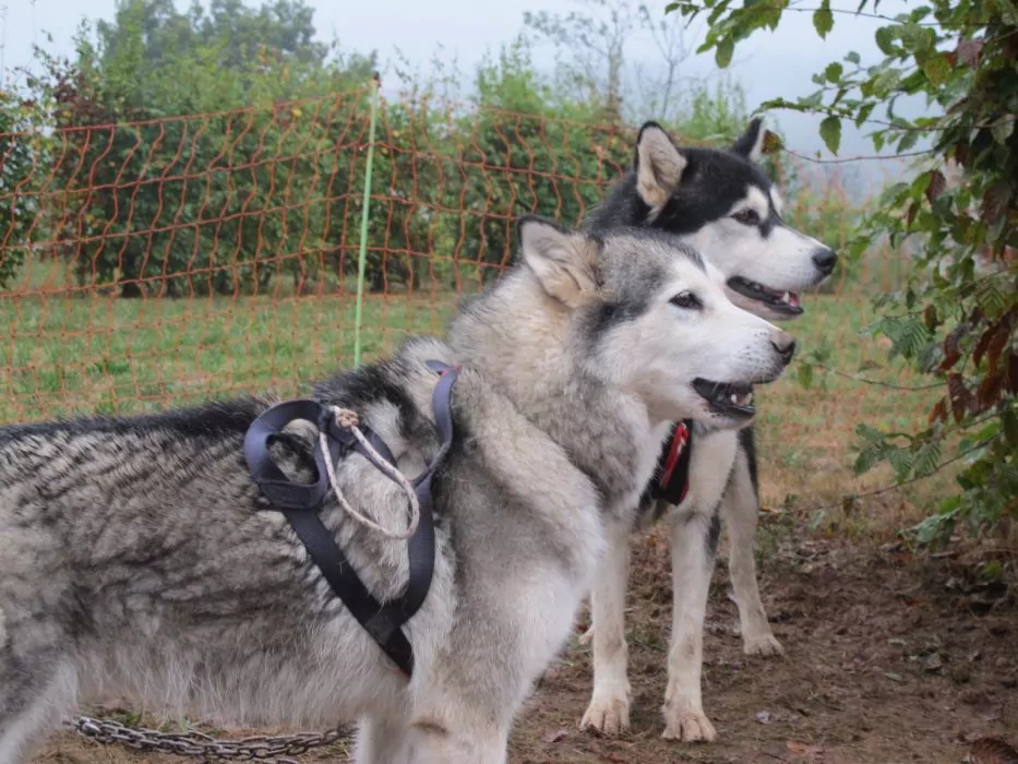 A Pas de Loups chiens de traineaux groupe