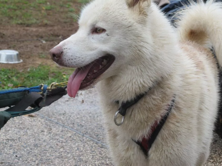 A Pas de Loups chiens de traineaux chiens attelé