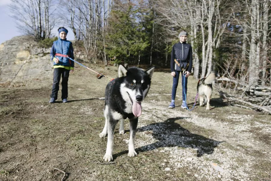A Pas de Loups cani-balade activité hors neige