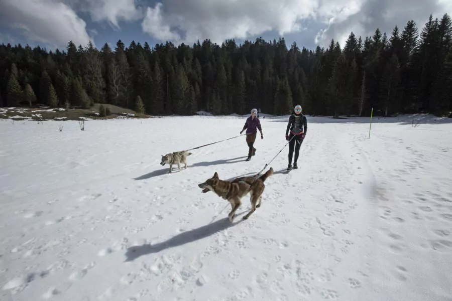 A Pas de Loups activité traction animale cani-balade avec chiens de traineaux