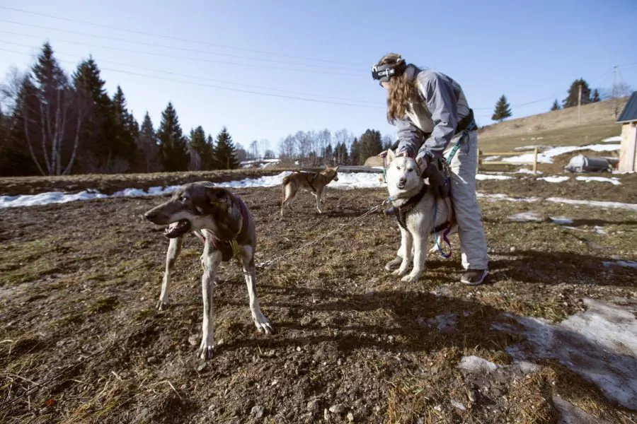 A Pas de Loups activité chiens de traineaux kart cani-balade