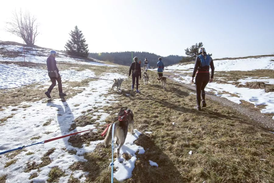 A Pas de Loups activité traction animale cani-balade marche avec chien