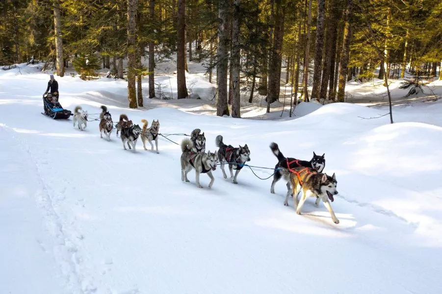 A Pas de Loups chiens de traineaux balade découverte en traineaux